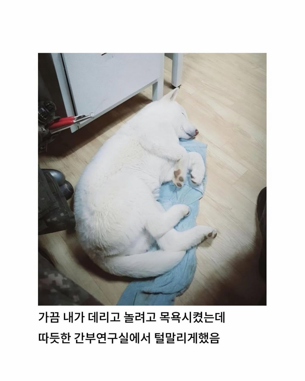 군부대에 들어와서 살기시작한 댕댕이 | 인스티즈