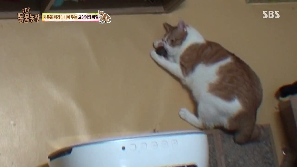 [동물농장] 존트 할말 다 하고 사는 수다쟁이 고양이 쪼롱이ㅋㅋㅋㅋ.jpg | 인스티즈