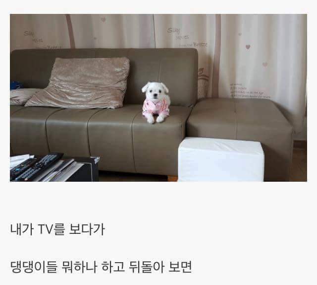애완견을 키우는 이유 | 인스티즈