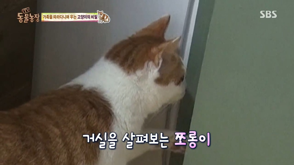 [동물농장] 존트 할말 다 하고 사는 수다쟁이 고양이 쪼롱이ㅋㅋㅋㅋ.jpg (스압) | 인스티즈