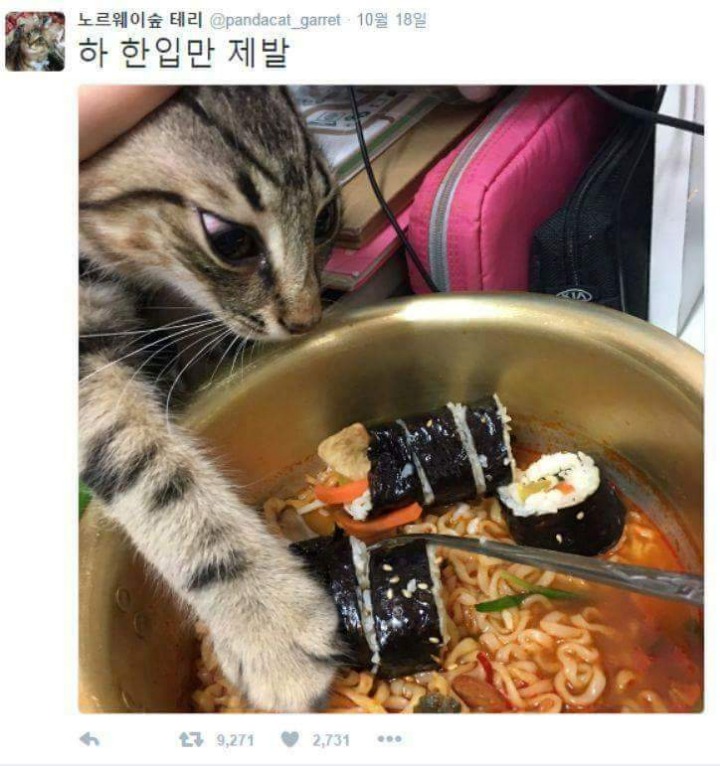 식탐 넘치는고양이 | 인스티즈