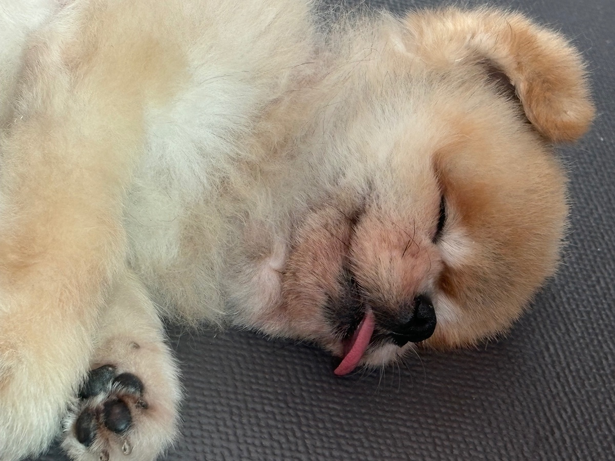 잠 안 와서 쓴 개뚱뚱한 강아지 입양기 | 인스티즈