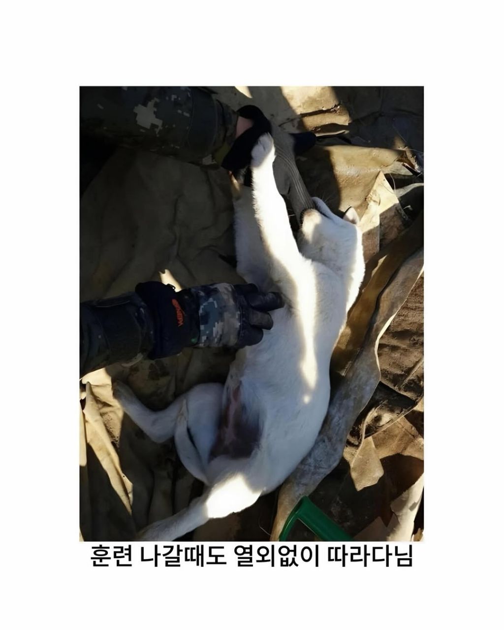 군부대에 들어와서 살기시작한 댕댕이 | 인스티즈