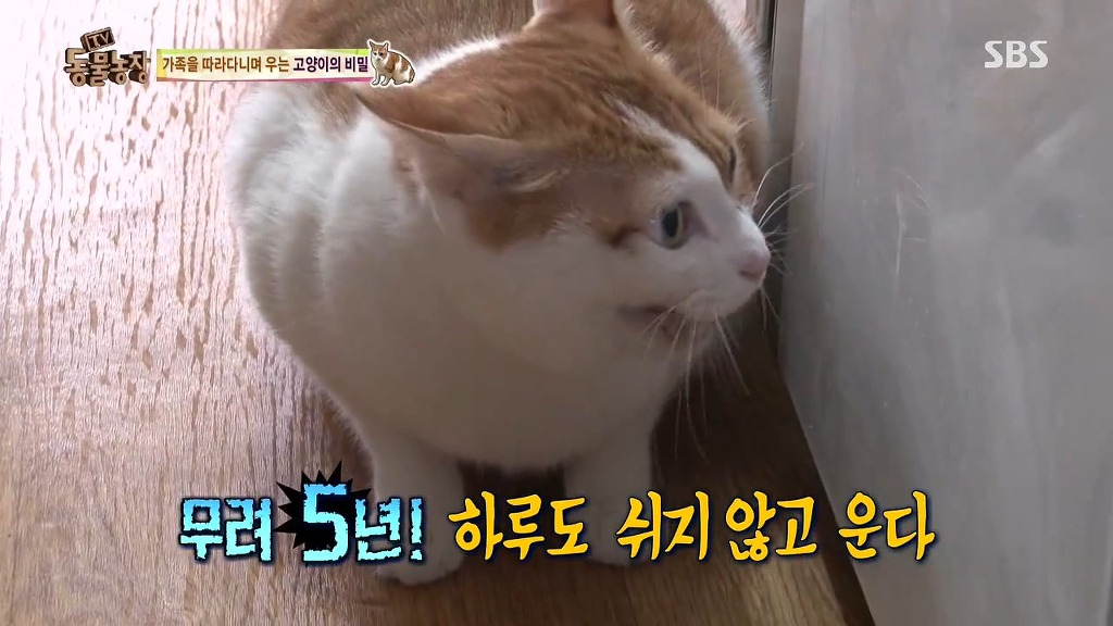 [동물농장] 존트 할말 다 하고 사는 수다쟁이 고양이 쪼롱이ㅋㅋㅋㅋ.jpg (스압) | 인스티즈