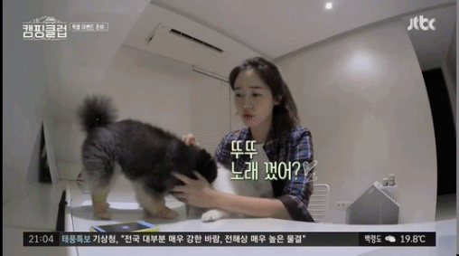 성유리 방해하는 댕댕이들.gif | 인스티즈