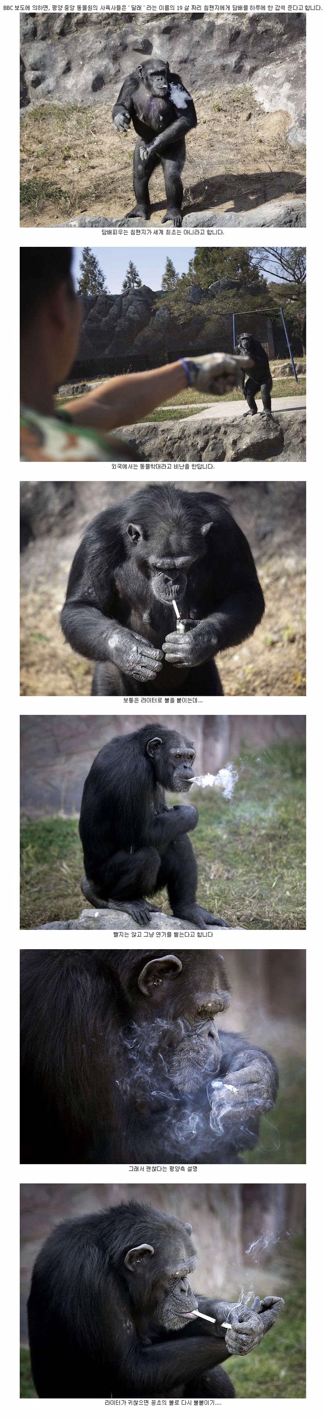 북한의 흔한 침팬지.jpg | 인스티즈