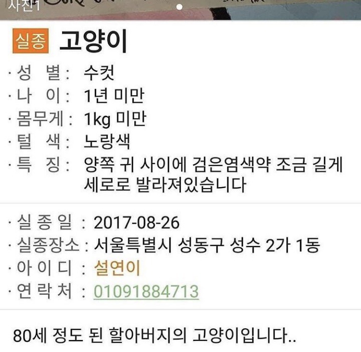 80세 할아버지가 고양이를 애타게 찾고계셔 | 인스티즈