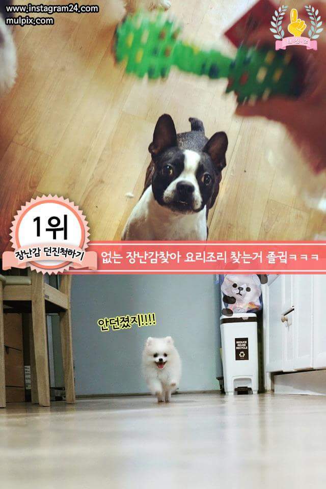 강아지에게 한번쯤 꼭 해보는 행동 | 인스티즈