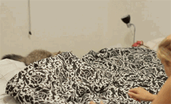 집사와 노는 고양이.gif | 인스티즈
