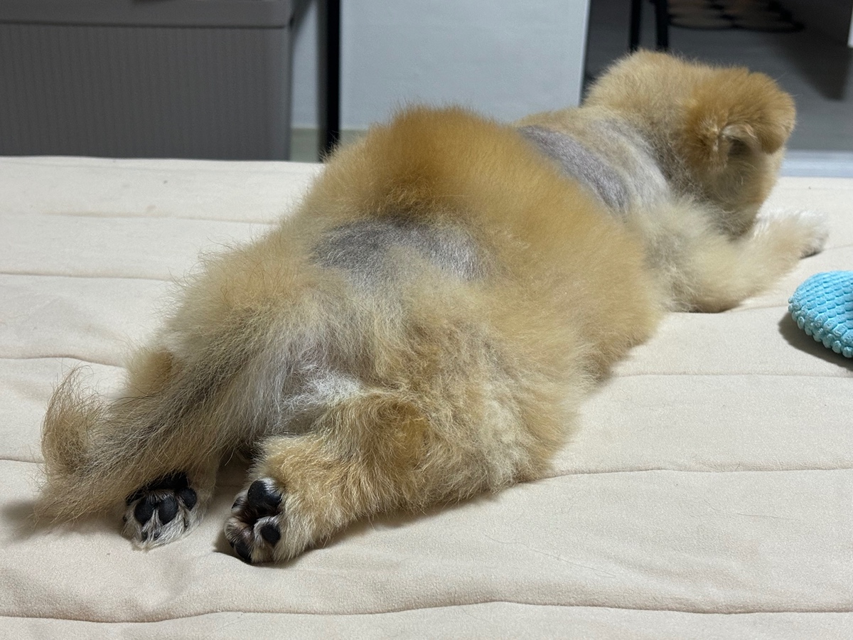 잠 안 와서 쓴 개뚱뚱한 강아지 입양기 | 인스티즈