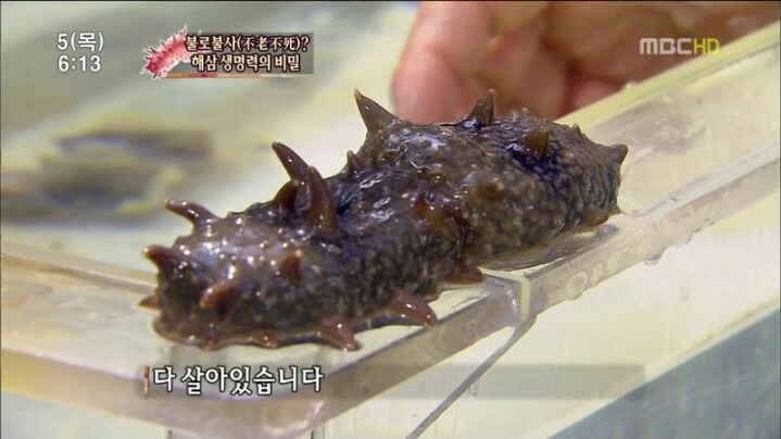 해삼의 미스테리.jpg | 인스티즈