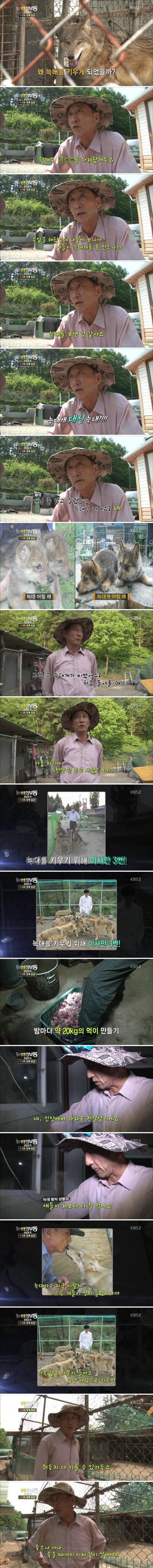 사기당해서 늑대를 키운 사람 | 인스티즈