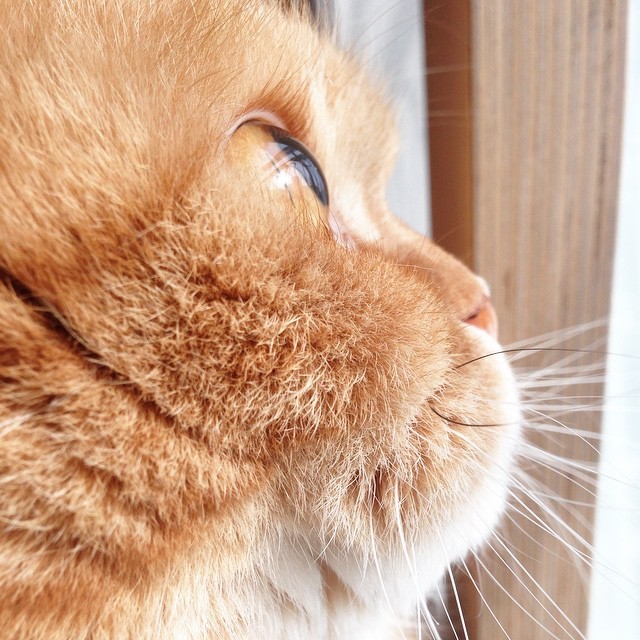 고양이 옆선 | 인스티즈