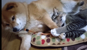 시바견과 고양이.gif | 인스티즈