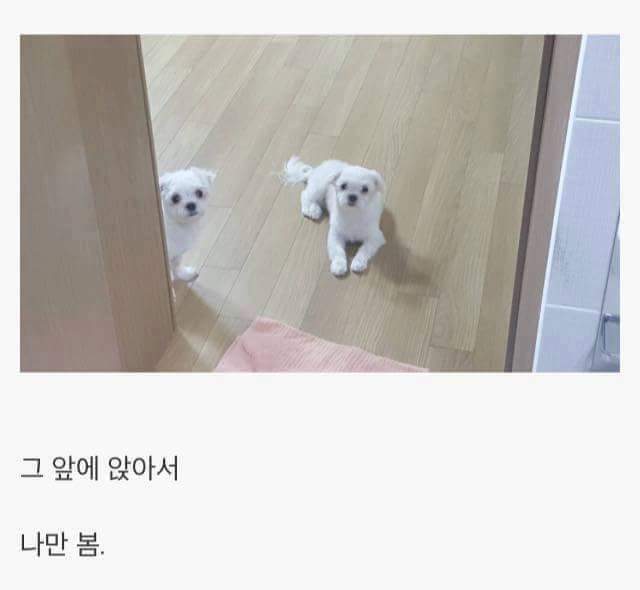 애완견을 키우는 이유 | 인스티즈