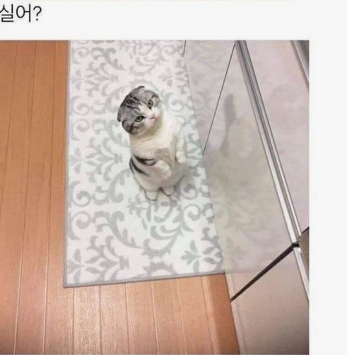 고양이의 심리 변화 | 인스티즈