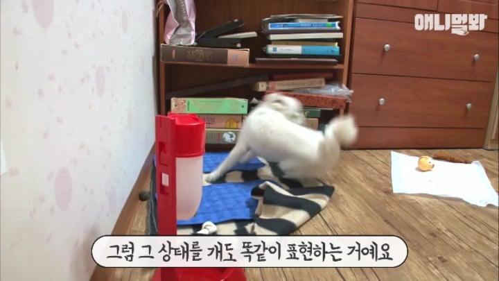 졸릴 때 건들면 열받는 강아지 | 인스티즈