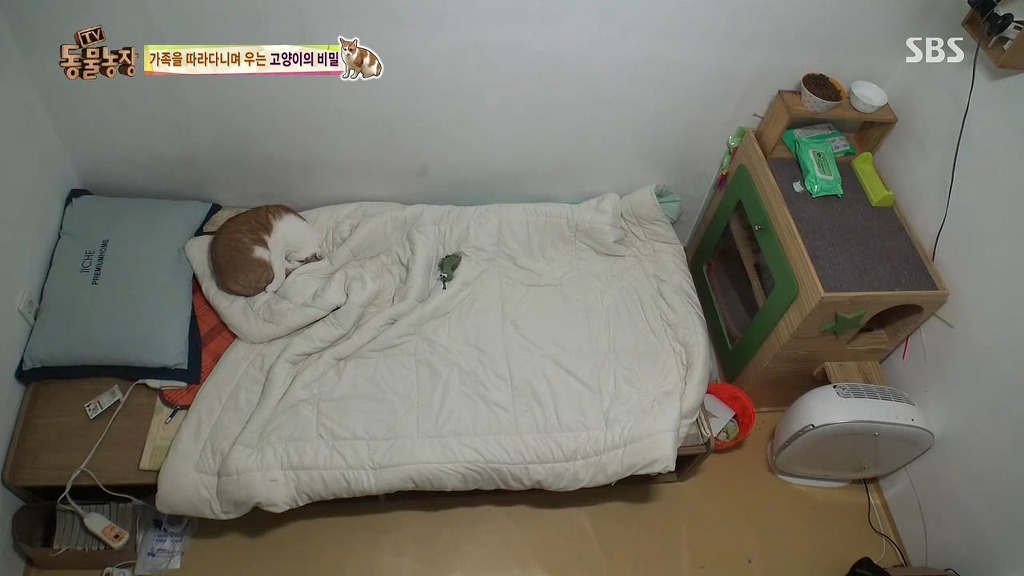 [동물농장] 존트 할말 다 하고 사는 수다쟁이 고양이 쪼롱이ㅋㅋㅋㅋ.jpg | 인스티즈
