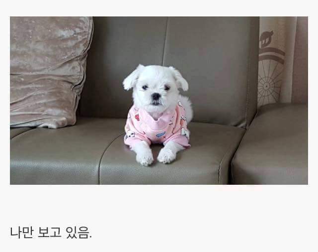 애완견을 키우는 이유 | 인스티즈