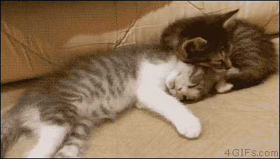졸린 고냥이들.gif | 인스티즈