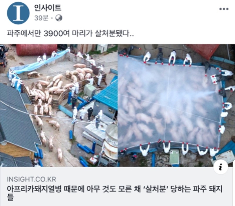 살처분 당하는 파주 돼지들 | 인스티즈