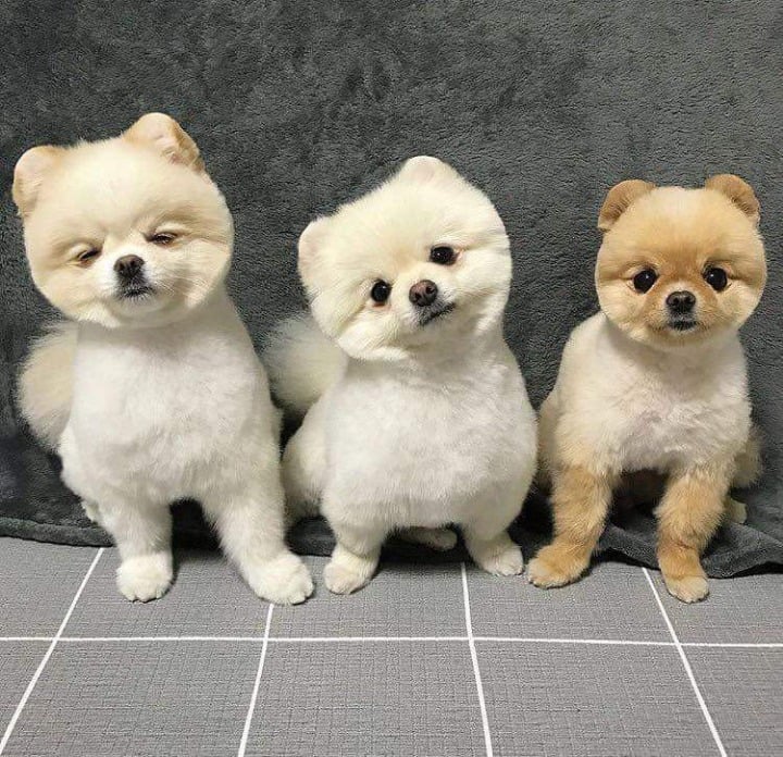 댕댕이 미용전후 | 인스티즈
