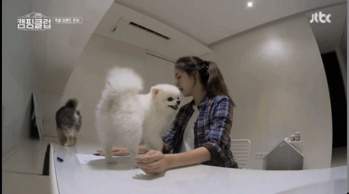 성유리 방해하는 댕댕이들.gif | 인스티즈