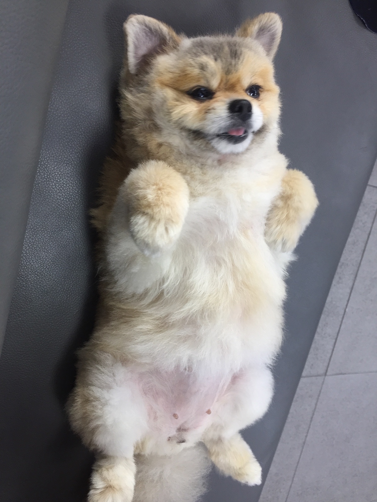 잠 안 와서 쓴 개뚱뚱한 강아지 입양기 | 인스티즈