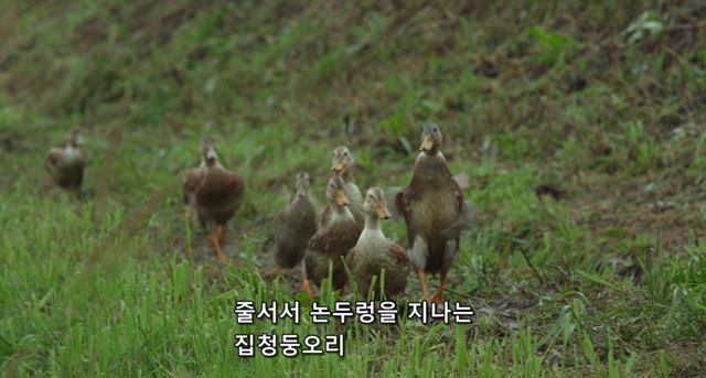 오리를 좋아하는 소녀.jpg | 인스티즈