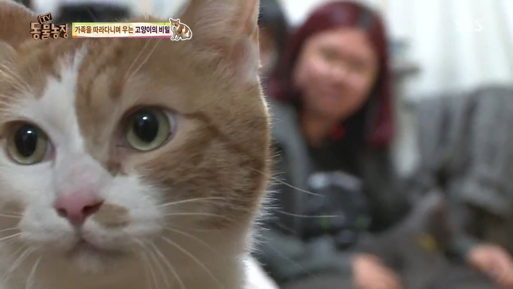 [동물농장] 존트 할말 다 하고 사는 수다쟁이 고양이 쪼롱이ㅋㅋㅋㅋ.jpg (스압) | 인스티즈