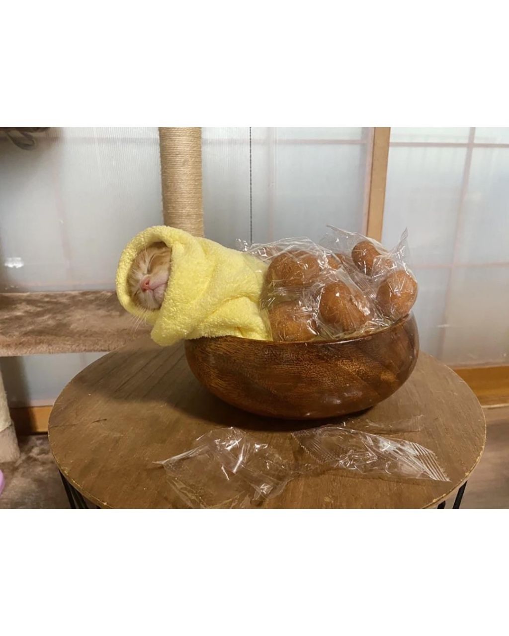 일본의 새끼 고양이 전통 풍습 | 인스티즈