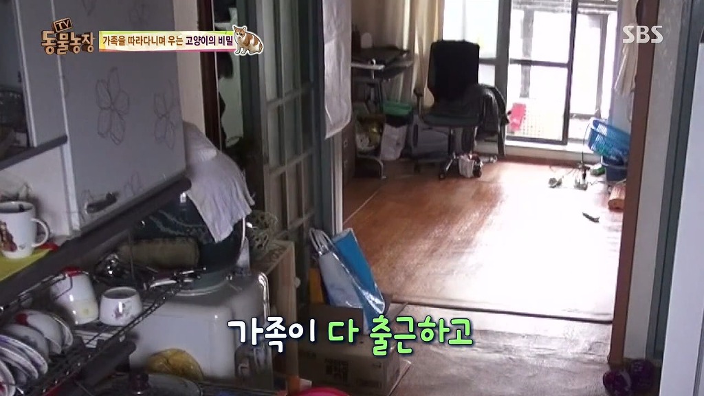 [동물농장] 존트 할말 다 하고 사는 수다쟁이 고양이 쪼롱이ㅋㅋㅋㅋ.jpg (스압) | 인스티즈