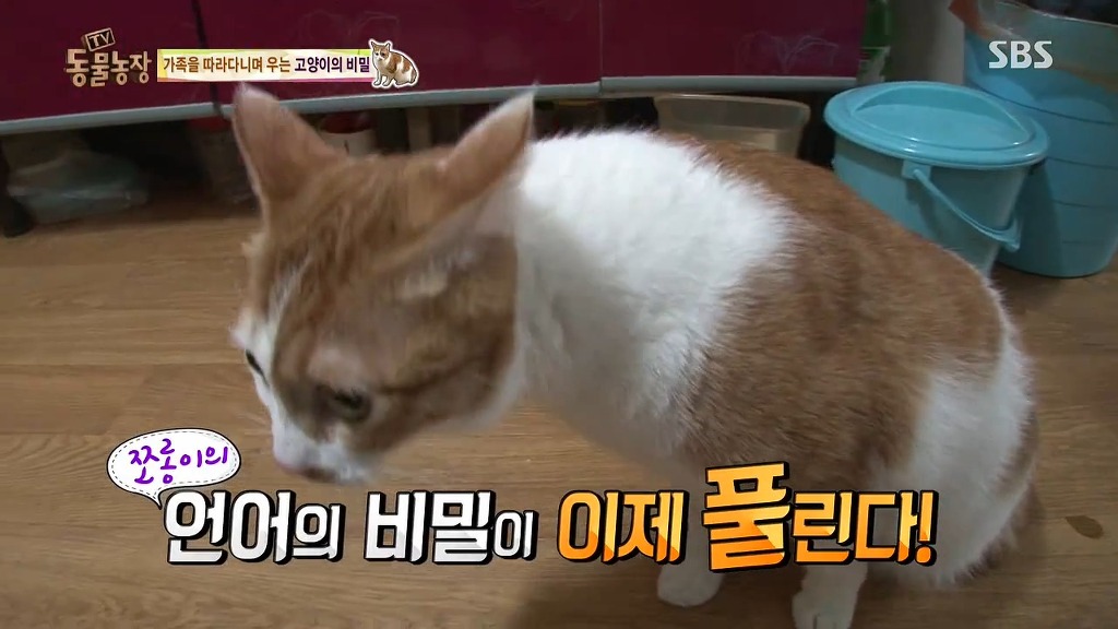 [동물농장] 존트 할말 다 하고 사는 수다쟁이 고양이 쪼롱이ㅋㅋㅋㅋ.jpg | 인스티즈
