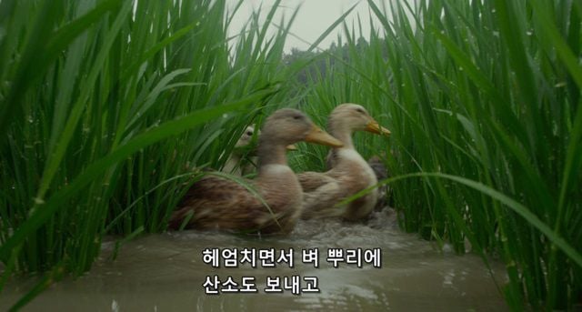 오리를 좋아하는 소녀.jpg | 인스티즈