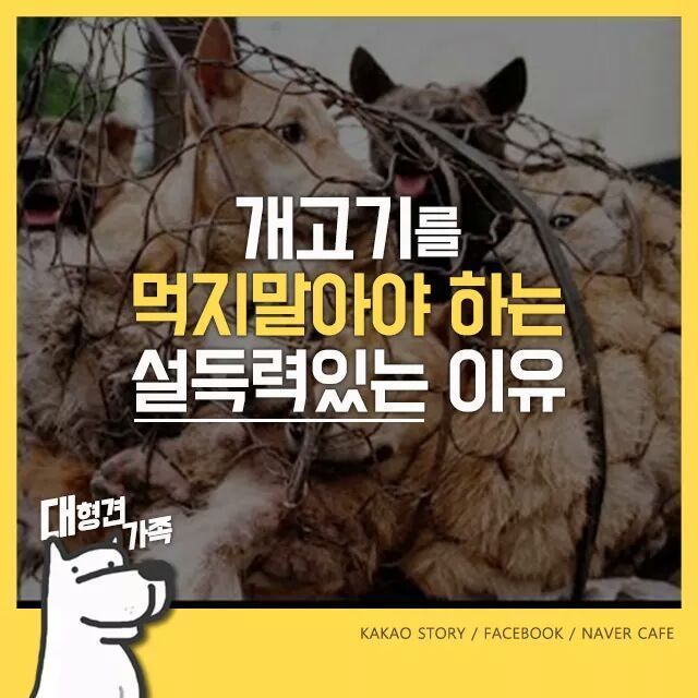 개고기를 먹지말아야 하는 설득력이 있는 이유 | 인스티즈