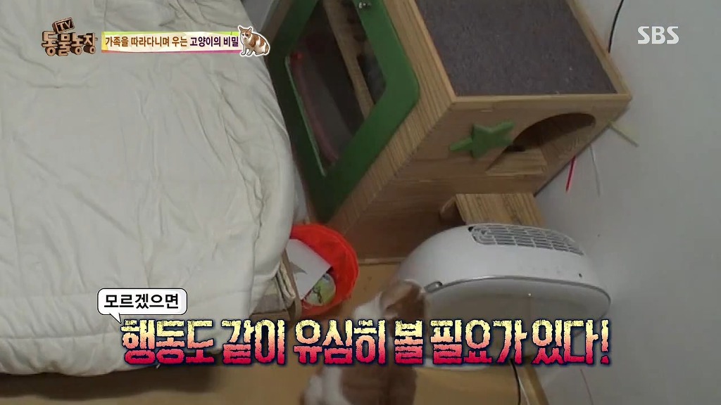 [동물농장] 존트 할말 다 하고 사는 수다쟁이 고양이 쪼롱이ㅋㅋㅋㅋ.jpg (스압) | 인스티즈