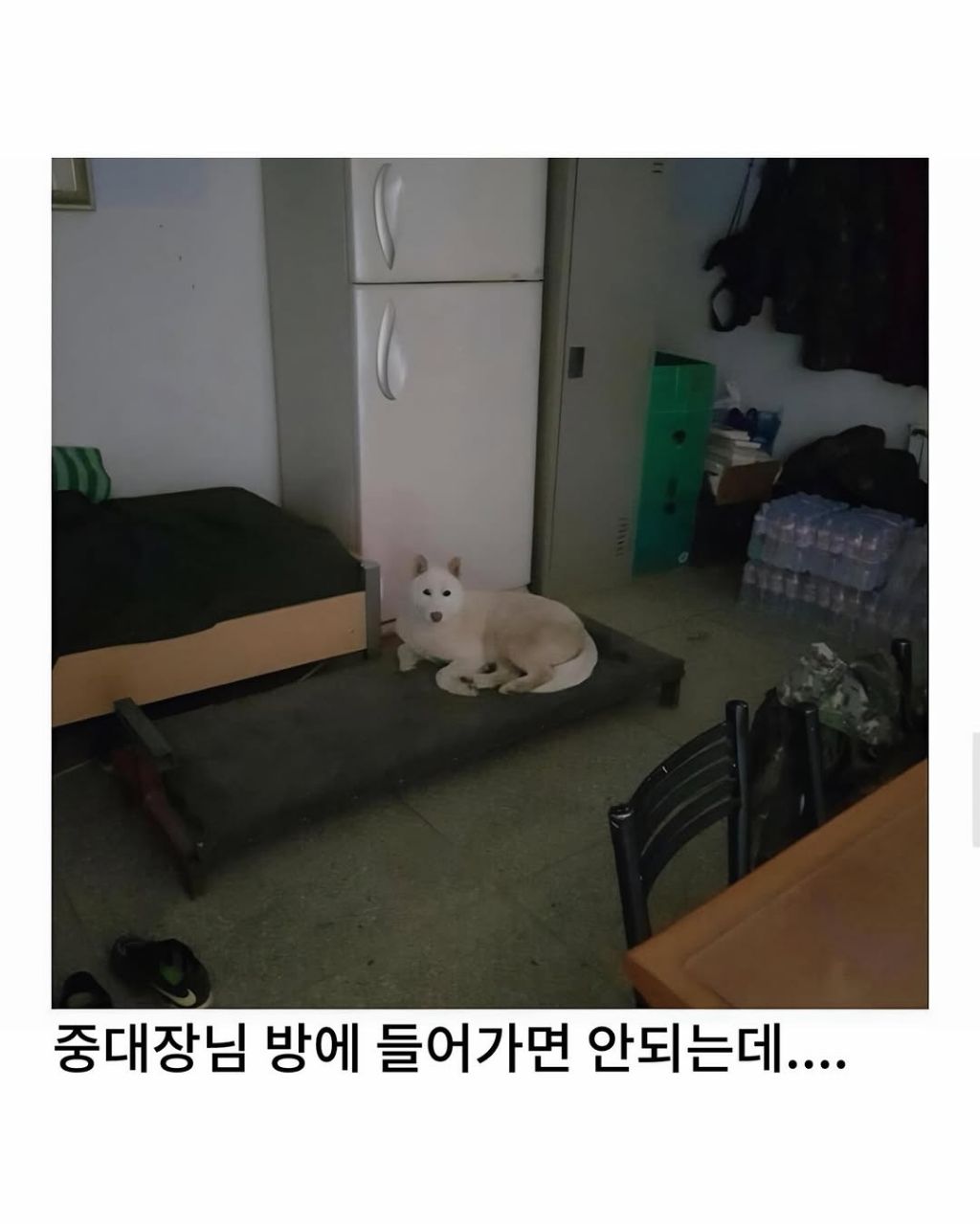 군부대에 들어와서 살기시작한 댕댕이 | 인스티즈