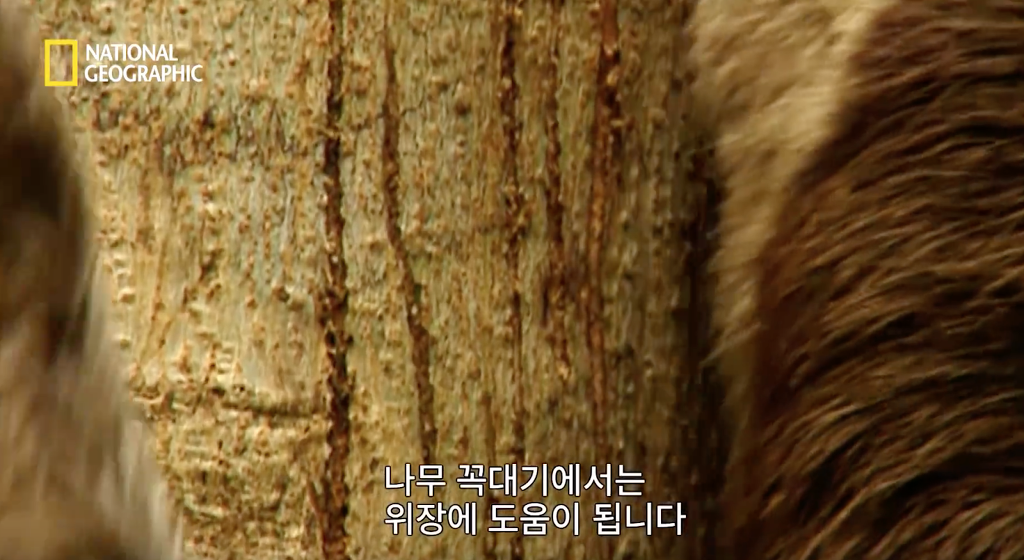 나무늘보 미워하지 않았으면 좋겠는 이유...jpg | 인스티즈