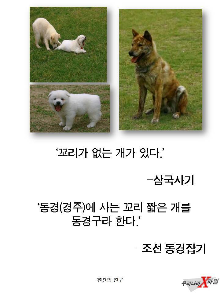 충격적인 개의 실체 ㄷㄷㄷㄷㄷ.JPG | 인스티즈