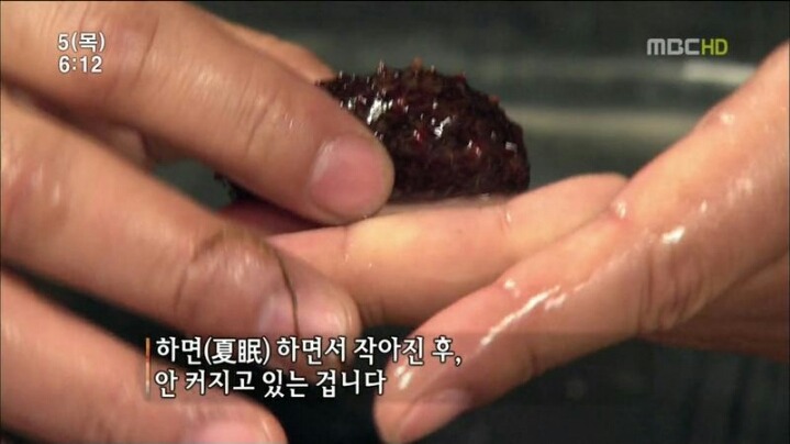 해삼의 미스테리.jpg | 인스티즈