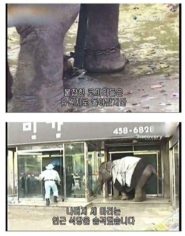 어린이대공원 코끼리 레전드 사건 jpg | 인스티즈