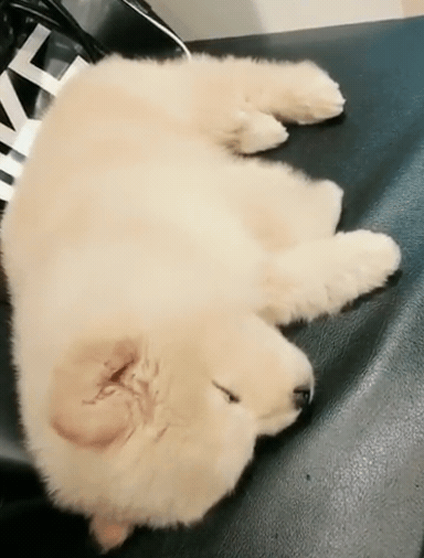 나인뮤지스 경리가 키우는 강아지 ㅠ 졸라 귀엽긔 ㅠ.jpgif | 인스티즈