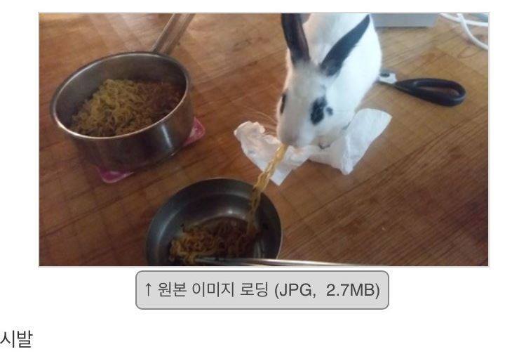 토끼키우지 마라 | 인스티즈