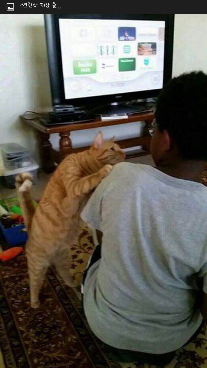 흑인이 신기한 고양이 | 인스티즈