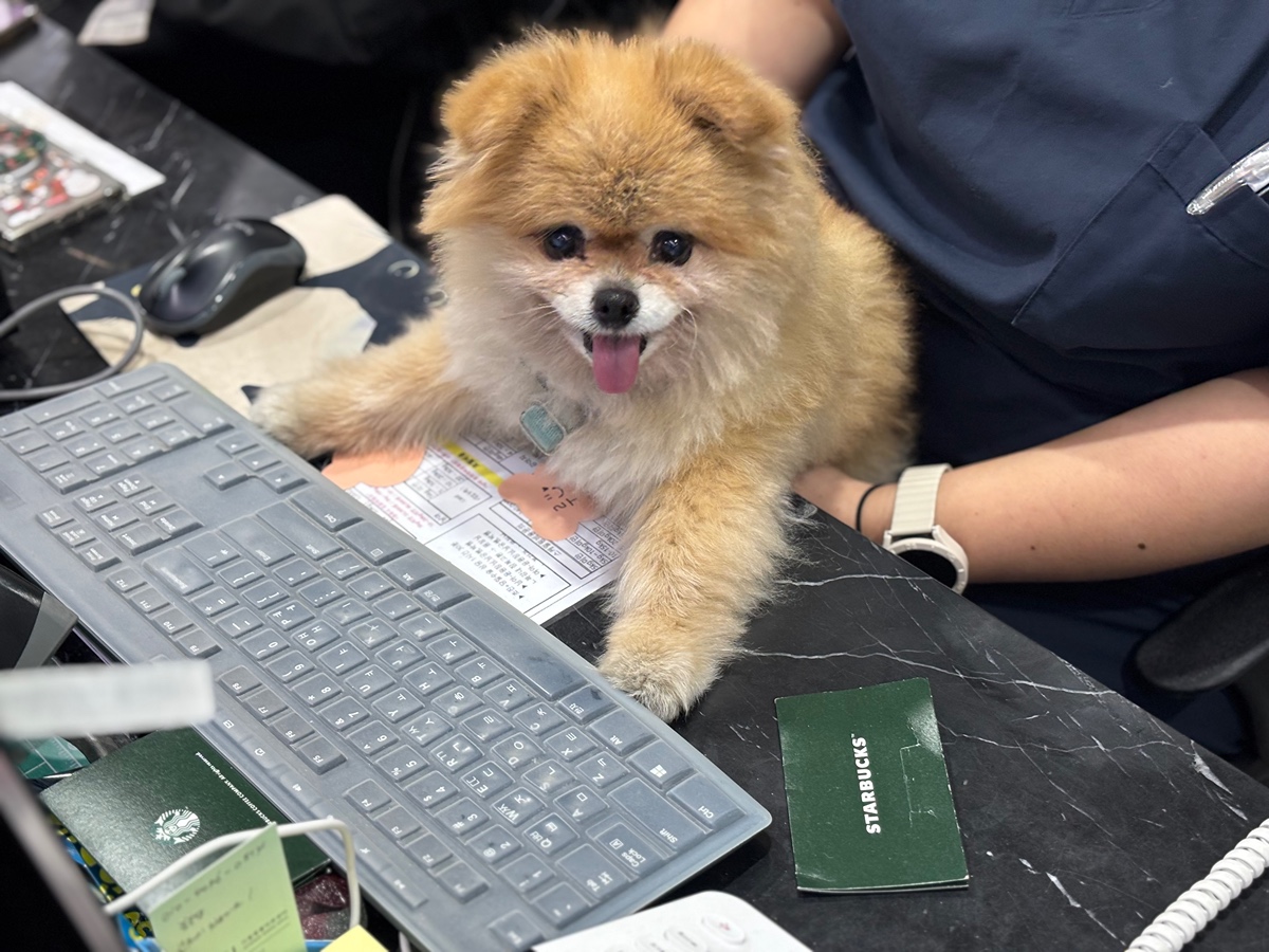 잠 안 와서 쓴 개뚱뚱한 강아지 입양기 | 인스티즈