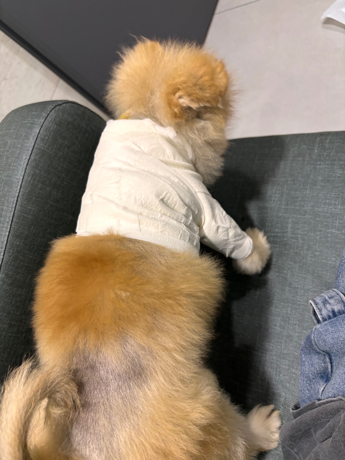 잠 안 와서 쓴 개뚱뚱한 강아지 입양기 | 인스티즈