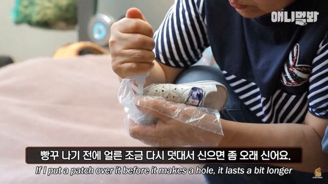 내일 아침 일찍 일어나서 동물농장 봐야하는 이유.jpg | 인스티즈