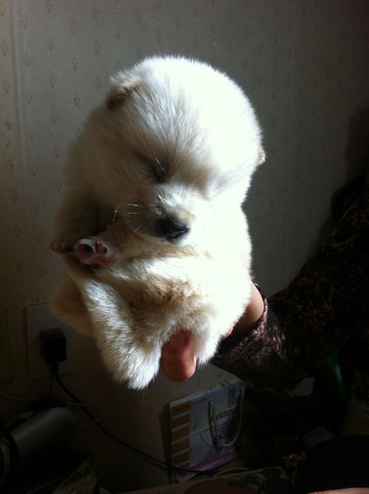 귀여운 댕댕이 | 인스티즈