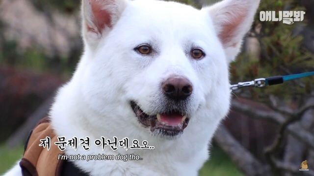 내일 아침 일찍 일어나서 동물농장 봐야하는 이유.jpg | 인스티즈