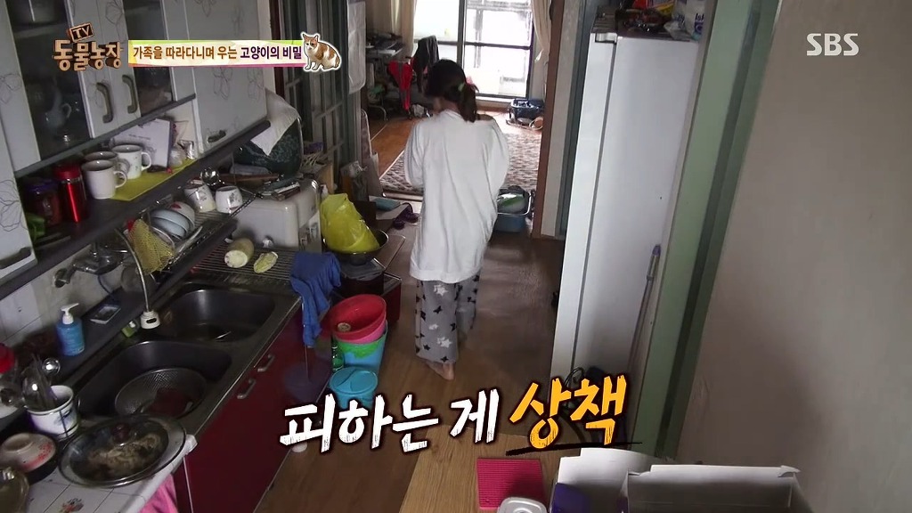[동물농장] 존트 할말 다 하고 사는 수다쟁이 고양이 쪼롱이ㅋㅋㅋㅋ.jpg (스압) | 인스티즈
